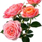 Rose Gardening Kindle eBook by GreenThumb Press 152 Pages-0