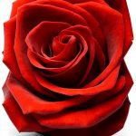 Roses Gardening eBook by Amazon - Canadian Horticulture Guide 2012-0