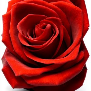 Roses Gardening eBook by Amazon - Canadian Horticulture Guide 2012-0