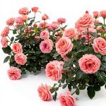 Rose Gardening Kindle Guide by GreenThumb 119 Page Rose Care eBook-0