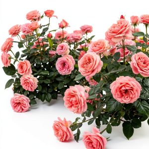 Rose Gardening Kindle Guide by GreenThumb 119 Page Rose Care eBook-0
