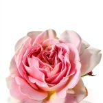 Rose Gardening Guide for Beginners, Kindle Edition-0