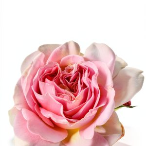 Rose Gardening Guide for Beginners, Kindle Edition-0