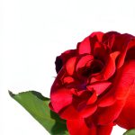 Rose Gardening Guide by P. Karn 48‑Page Rose Care Handbook-0