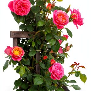 Rose Gardening Guide for Beginners by Amazon Kindle-0