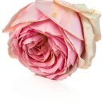 Rose Gardening Guide for Beginners by Amazon Kindle-0