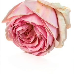 Rose Gardening Guide for Beginners by Amazon Kindle-0