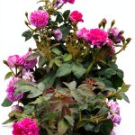 Gardening Self-Help Kindle Book by Amazon-0