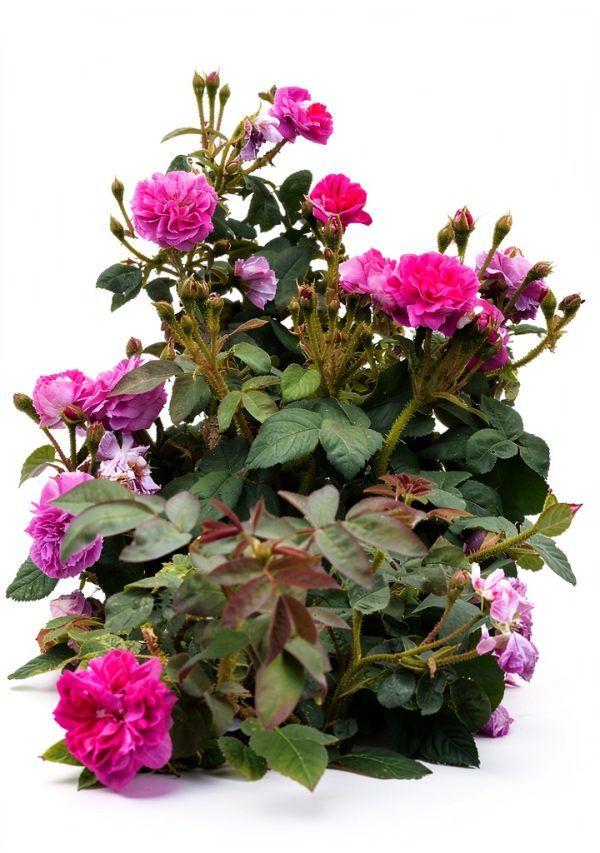 Gardening Self-Help Kindle Book by Amazon-0