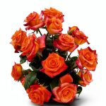 American Rose Society Rose Gardening Guide Kindle Edition 2023-0