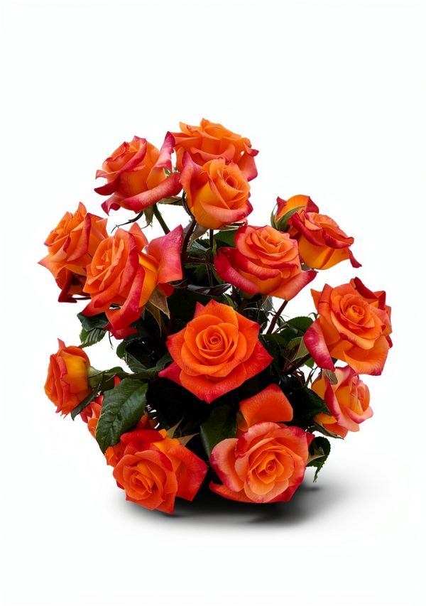 American Rose Society Rose Gardening Guide Kindle Edition 2023-0