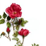 Rose Gardening Guide by Casemate Kindle 524‑Page Handbook-0
