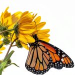 Bee Native TN Gardening Guide for Roses-0