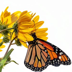 Bee Native TN Gardening Guide for Roses-0
