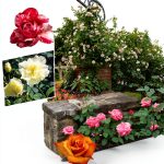 Roses for the Garden Kindle eBook by Storey Publishing-0