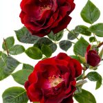 Roses Gardening Kindle eBook Guide by GreenThumb 2024 Edition-0