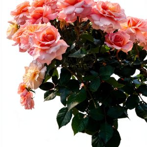 Rose Gardening for Beginners: A Comprehensive Guide-0