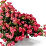 Henry Holt Rose Gardening Guide for Beginners 2014 Edition-0