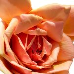 Japanese Gardening Book for Roses B08DM5NH24-0