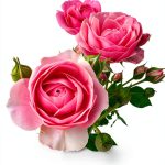 Timber Press Rose Gardening Guide Kindle Edition 2025 Updated-0