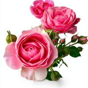 Timber Press Rose Gardening Guide Kindle Edition 2025 Updated-0